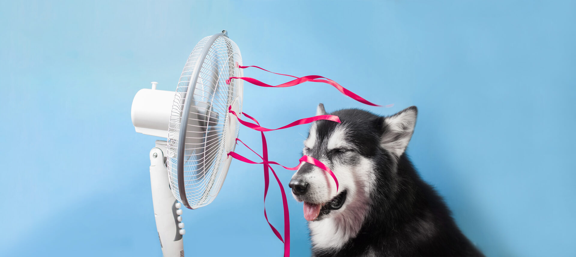 dog being cooled by a fan